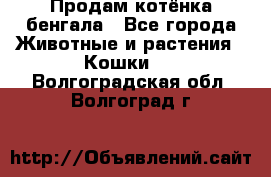 Продам котёнка бенгала - Все города Животные и растения » Кошки   . Волгоградская обл.,Волгоград г.